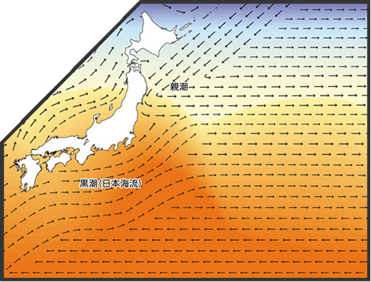 ���{�ߊC�̊C��